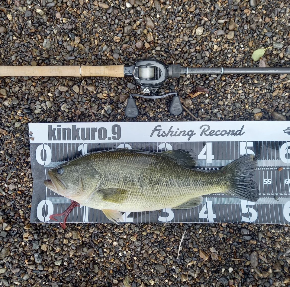 SHINJI FUJII®︎ (@vh_rodplanner) / Posts / X