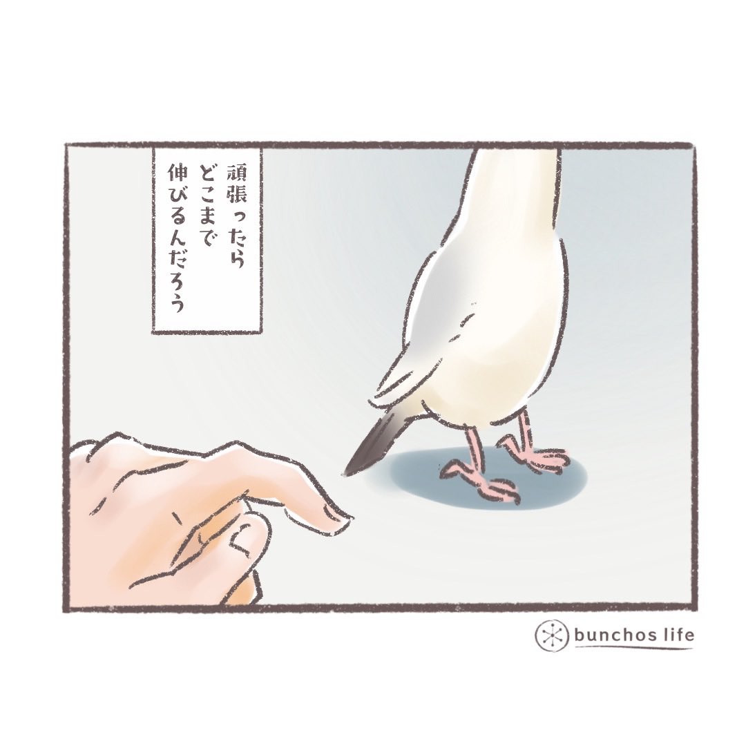 文鳥の求愛ダンス、盛り上がってくると縦長になる
#文鳥 
#4コマ漫画 

※2026カレンダー予約販売中！
詳しくは固定ポストご参照ください✨
