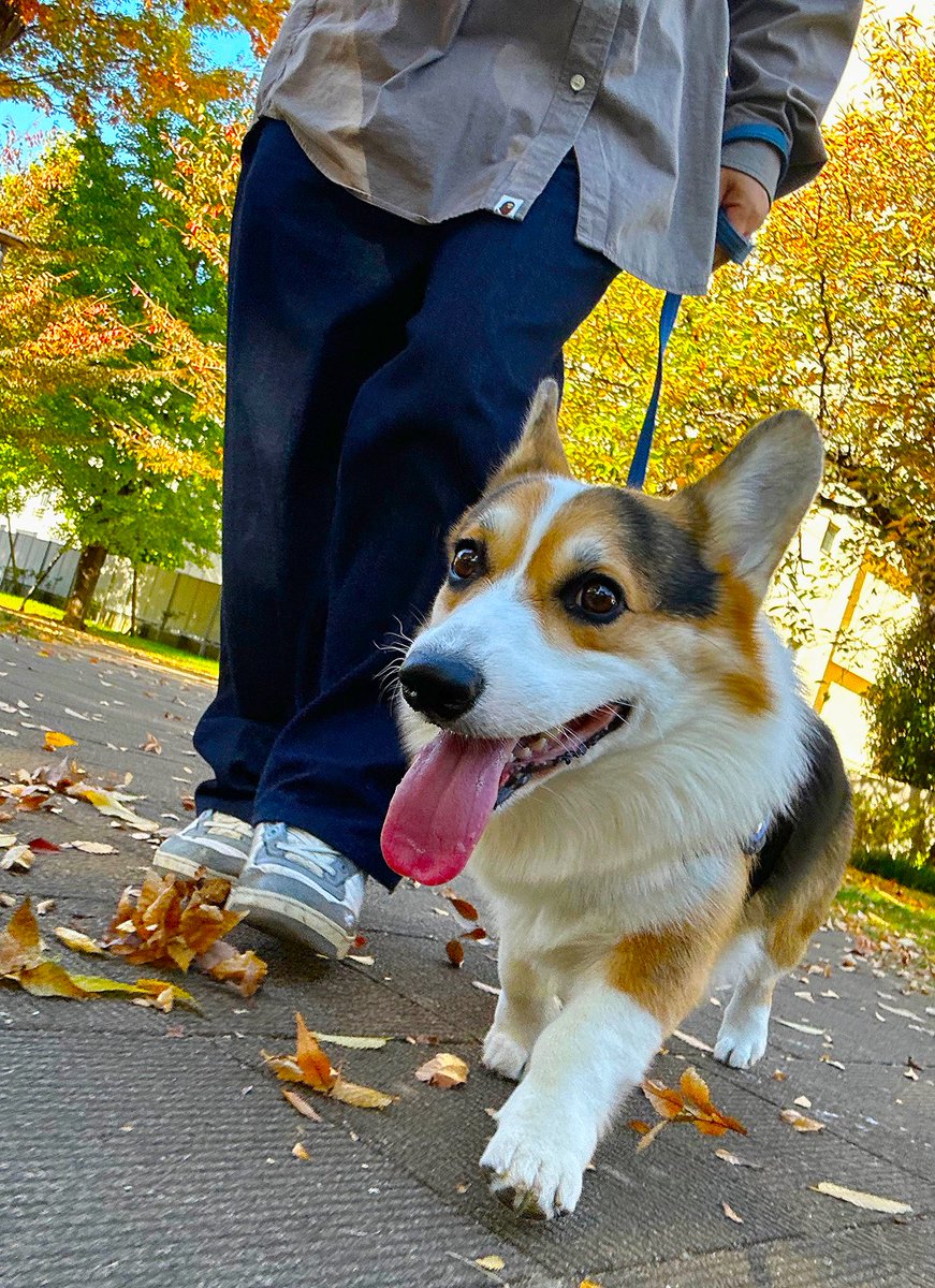 yanagikota's tweet image. 今日も入念なクン活な虎之助とリラックス散歩。
定期散歩がホント休憩になって助かる😙
気がつけば秋めいて来て紅葉や落ち葉も！
イチョウの葉も少しずつ色づいて銀杏も落ち始めていたぁ。日本酒と一緒に食べたい🤤
#コーギー 
#corgi