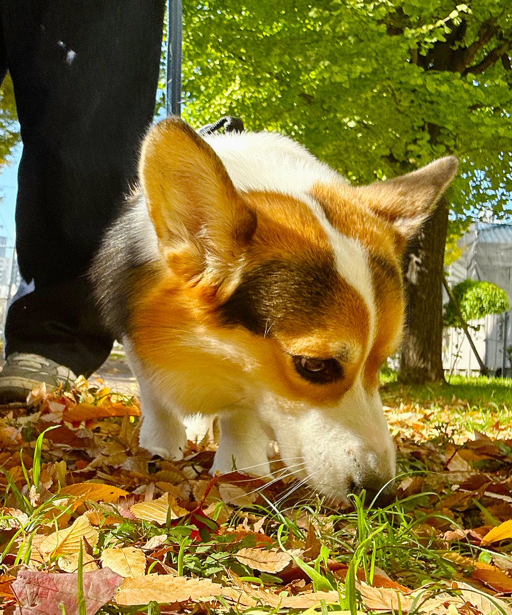 yanagikota's tweet image. 今日も入念なクン活な虎之助とリラックス散歩。
定期散歩がホント休憩になって助かる😙
気がつけば秋めいて来て紅葉や落ち葉も！
イチョウの葉も少しずつ色づいて銀杏も落ち始めていたぁ。日本酒と一緒に食べたい🤤
#コーギー 
#corgi