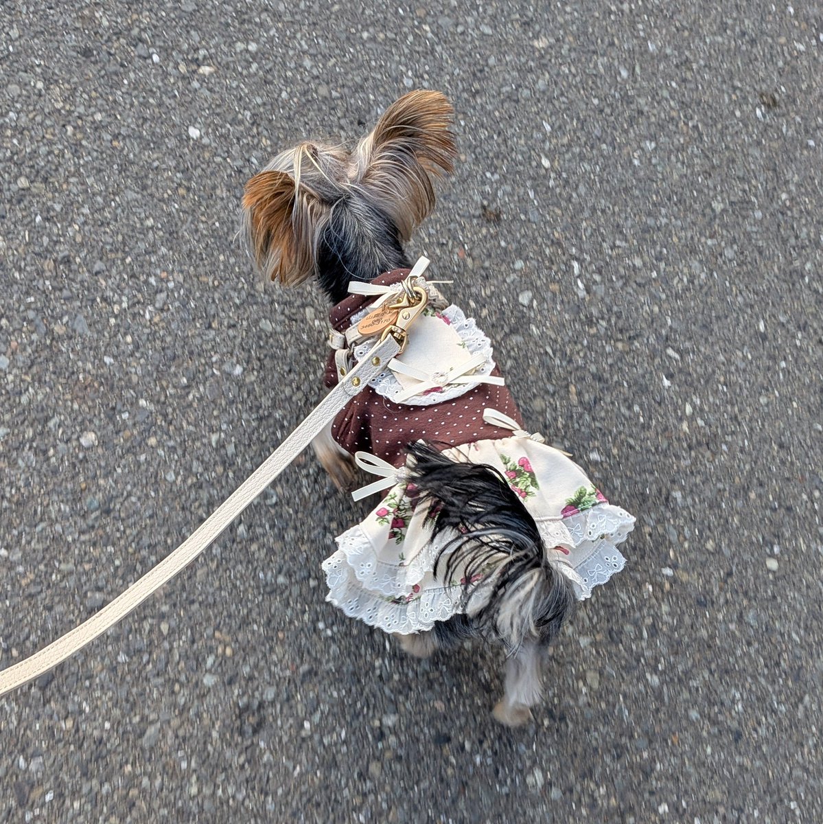 ヒノエとつくねのママです。 ヨーキーちゃん Dog&CatFえふ