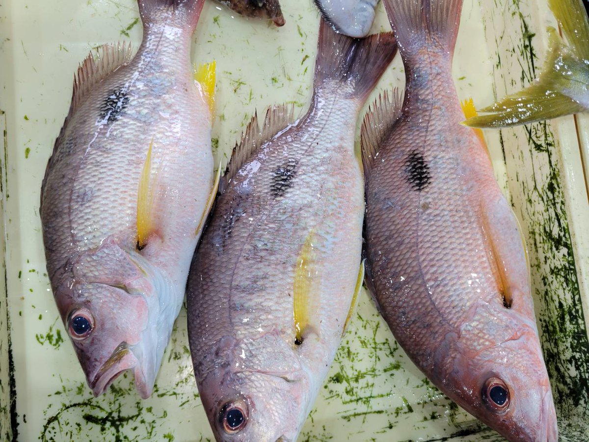 へんな魚おじさん (@_Sakana_Ojisan) / Posts / X