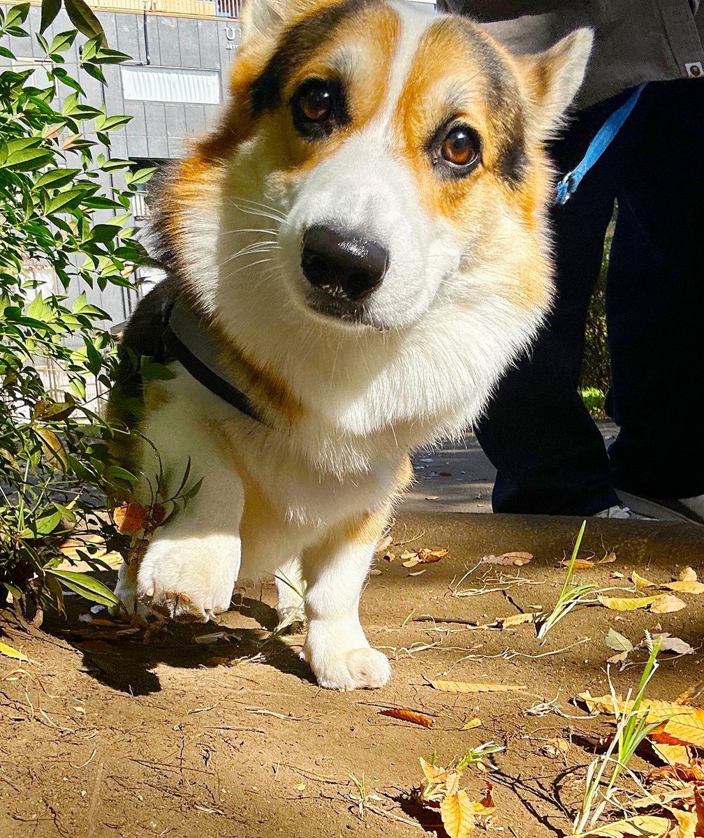 yanagikota's tweet image. 写真を撮られている事に気が付くコーギー。
#コーギー 
#corgi