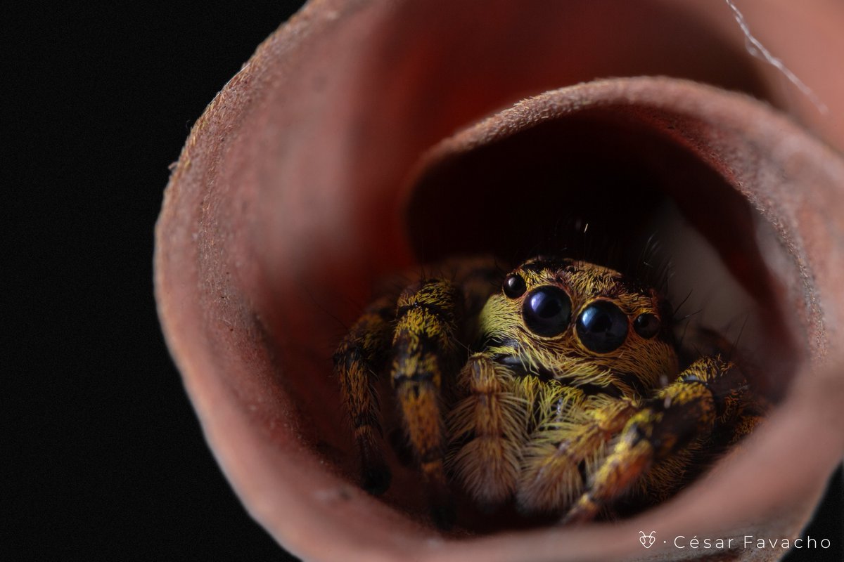 "Se eu for morto
por simplesmente existir,
que a morte seja mais gentil
do que o ser humano"

Trecho do poema "Kinder than man", de Althea Davis