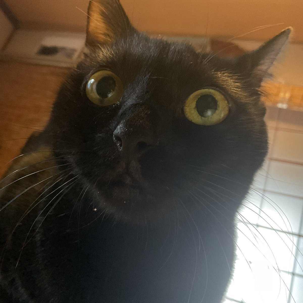 retrobaragit's tweet image. 姫の朝メシがパンの日(基本は火･木)はオレのメシは無い 😅
例えば同じ様にパンにするなら、２斤分くらいになっちゃうんである意味 用意するのがメンドい😵
なので改めて何か作る(スパゲとか他の麺類とか)事も多いんだが…  最近また食い過ぎ感もあるのでガマンしますか…😭
#ネコ  #朝ごはん  #弁当