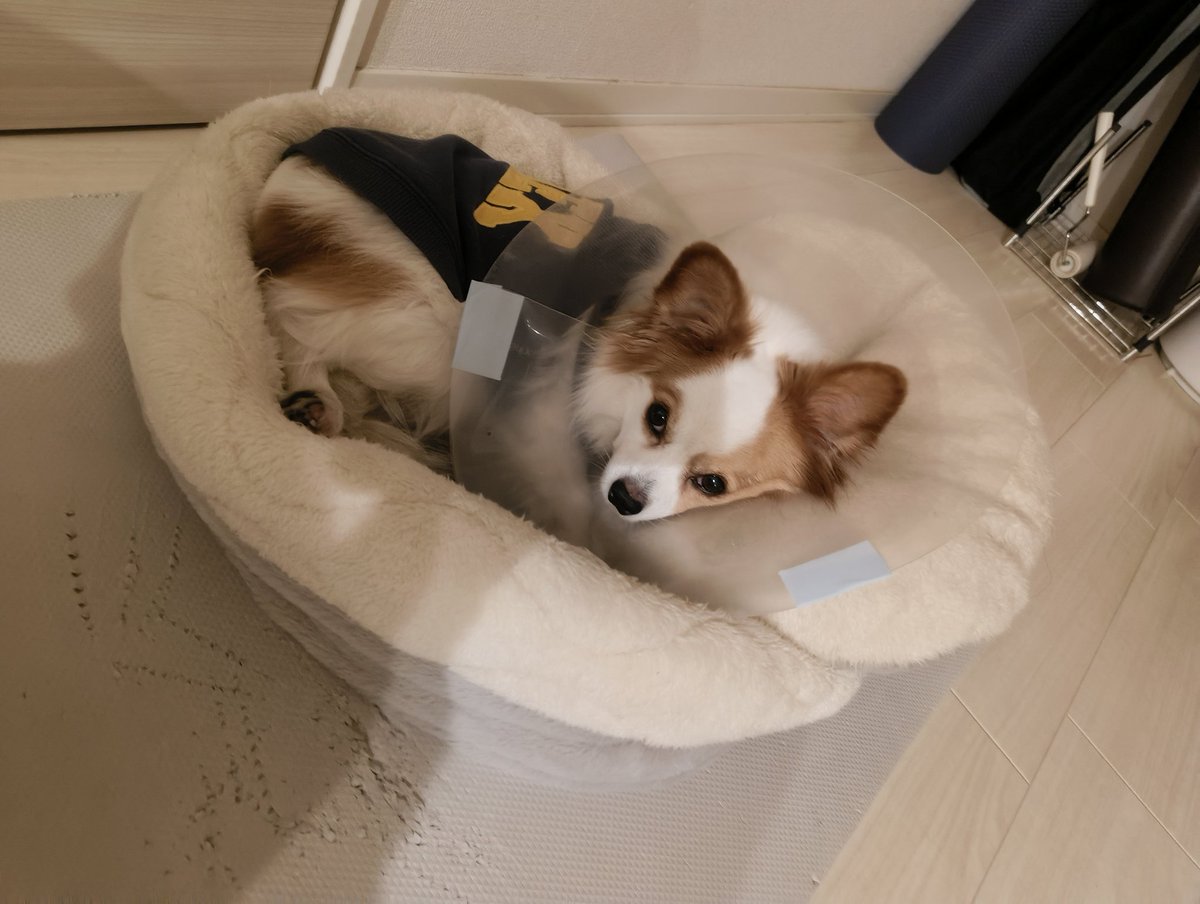 tete_papillon's tweet photo. ベッドの中敷きを枕にした日　#パピヨン https://t.co/yiDYt49hhH