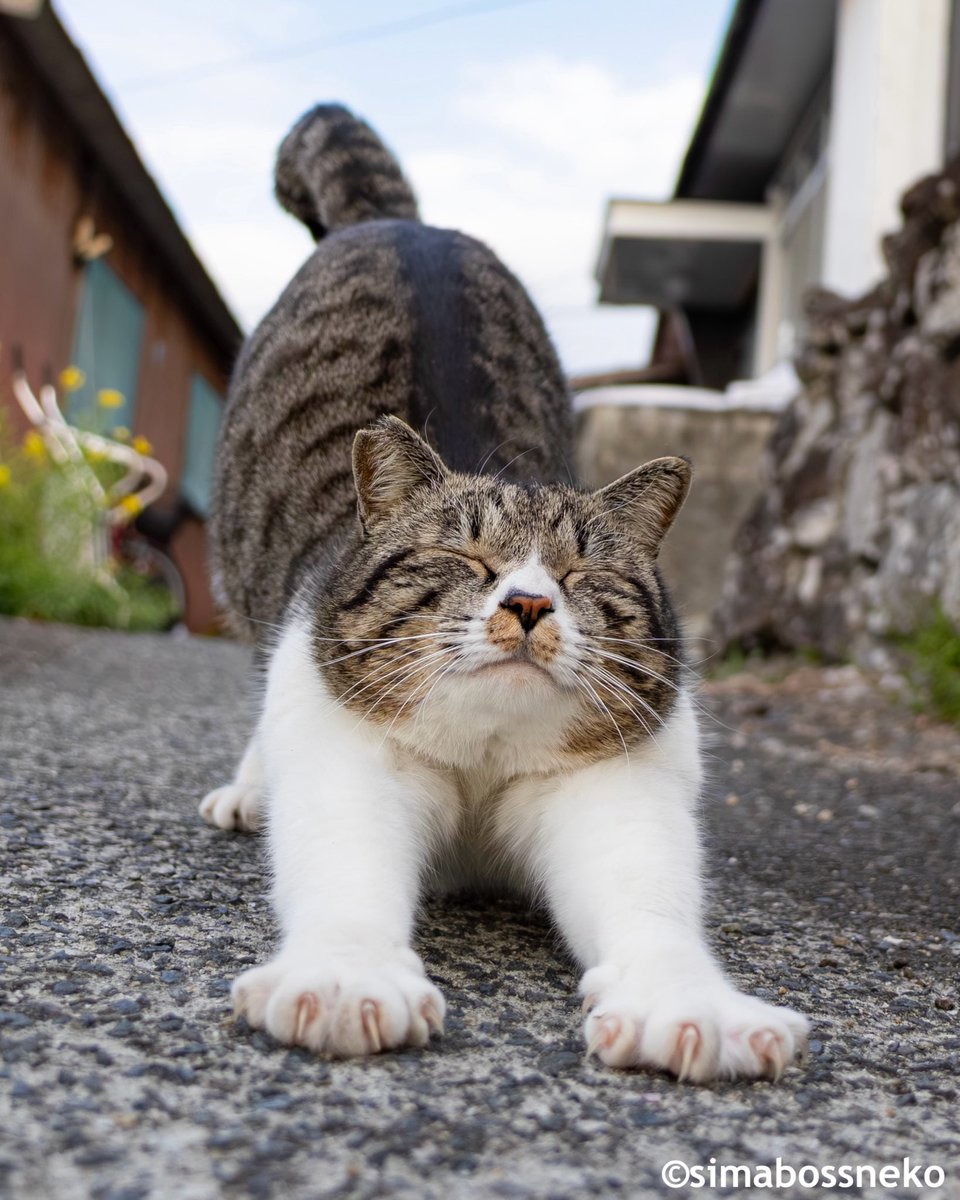 simabossneko 写真集「島にゃんこ」発売中 (@simabossneko) / Posts / X