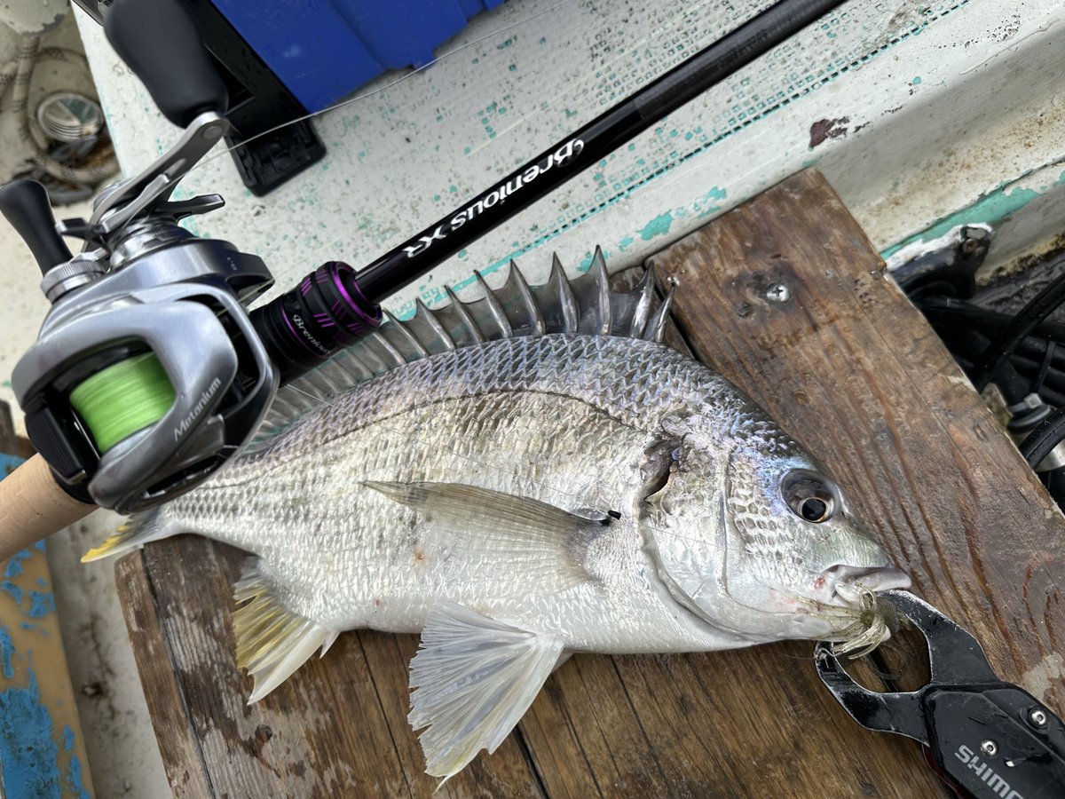 9/23限定値下げ❗ マーフィックス TSSチューン&クワトロスタジオーネ❗ 龍岩 朋樹 (@Tatsu_uuuO) / Posts / X