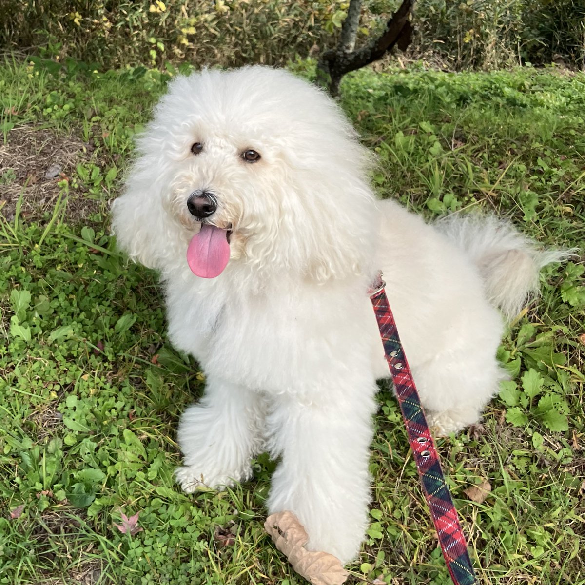 『のんびり散歩ワン』