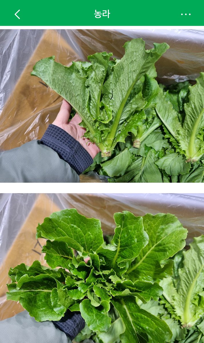 로메인 포기라는데 너무 사고 싶다 맛있어 보여.. 
하지만 2키로 이제 2키로는 무리야 하지만 맛있겠지 흑