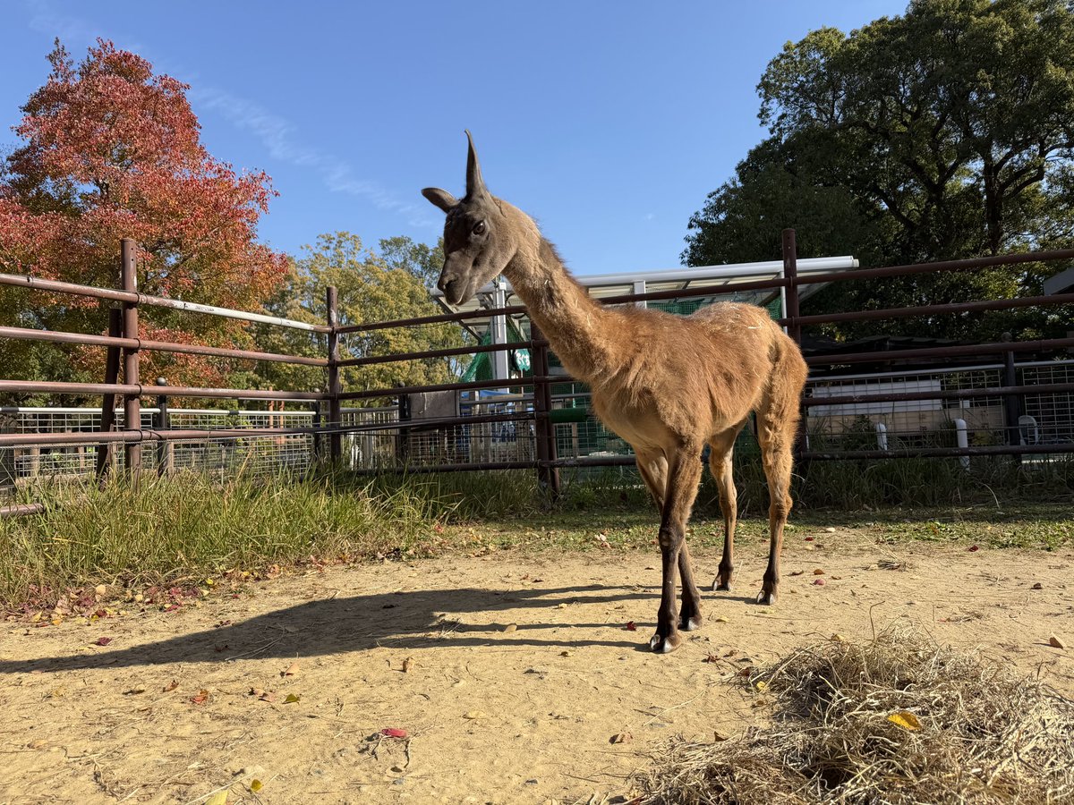 non_hoi_park's tweet image. 本日11/18は #ラマ の #きなこ 13歳の誕生日🎂🎉- ̗̀ 𝙷𝙰𝙿𝙿𝚈 𝙱𝙸𝚁𝚃𝙷𝙳𝙰𝚈 きなこ  ̖́- 
#なかよし牧場 #豊橋 #動物園 #のんほいパーク #ラマラマ通信 #アルパカじゃないよラマだよ