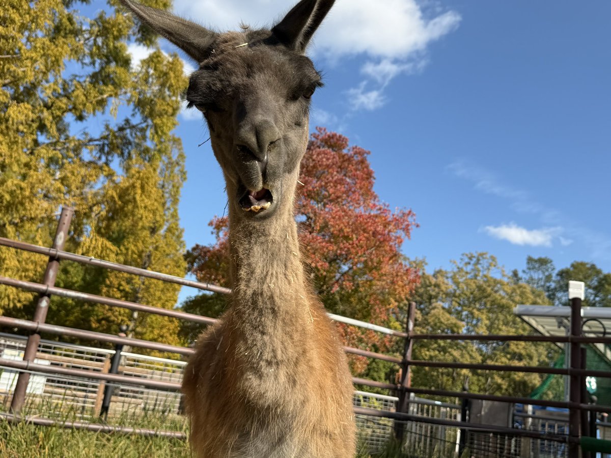 non_hoi_park's tweet image. 本日11/18は #ラマ の #きなこ 13歳の誕生日🎂🎉- ̗̀ 𝙷𝙰𝙿𝙿𝚈 𝙱𝙸𝚁𝚃𝙷𝙳𝙰𝚈 きなこ  ̖́- 
#なかよし牧場 #豊橋 #動物園 #のんほいパーク #ラマラマ通信 #アルパカじゃないよラマだよ