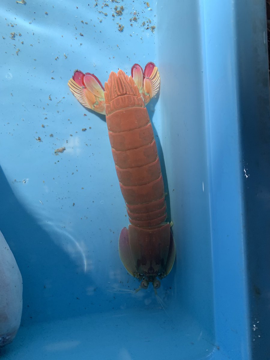 へんな魚おじさん (@_Sakana_Ojisan) / Posts / X