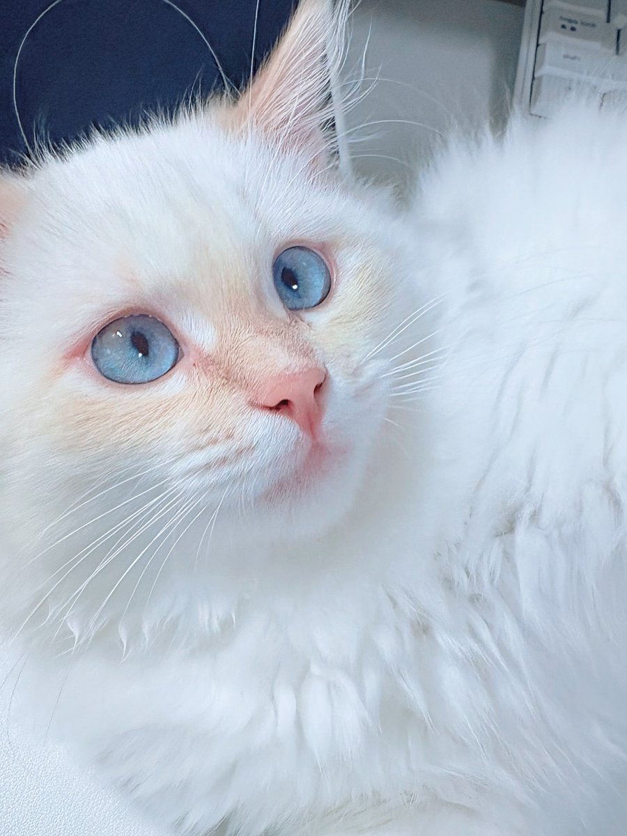 inuttm_disk's tweet image. ウェブボでキューティー綿毛ちゃんを褒めてくださりありがとうございます、ちょっと焦げ目多めの自認悟です🐱