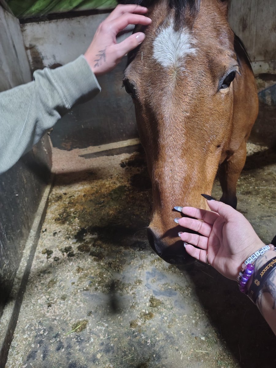 So I didn't stream today I'm so sorry, I'm really enjoying being free from that horrible house. I spent the day with the horses and with a friend who I never get to see 🩵🩵
I may stream tomorrow night but otherwise I'll keep you updated 
(Pic from before we cleaned )