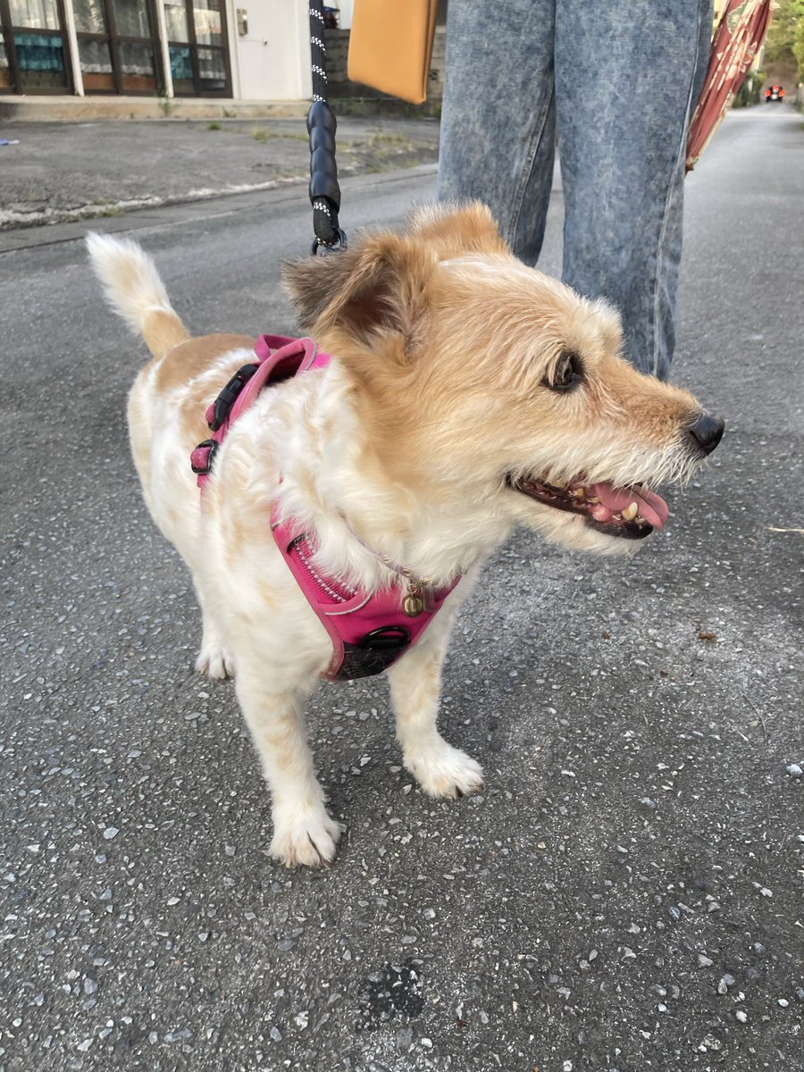 犬 #いぬ #イヌ #わんこ #ワンコ #犬のいる幸せ #犬のいる生活 #犬の