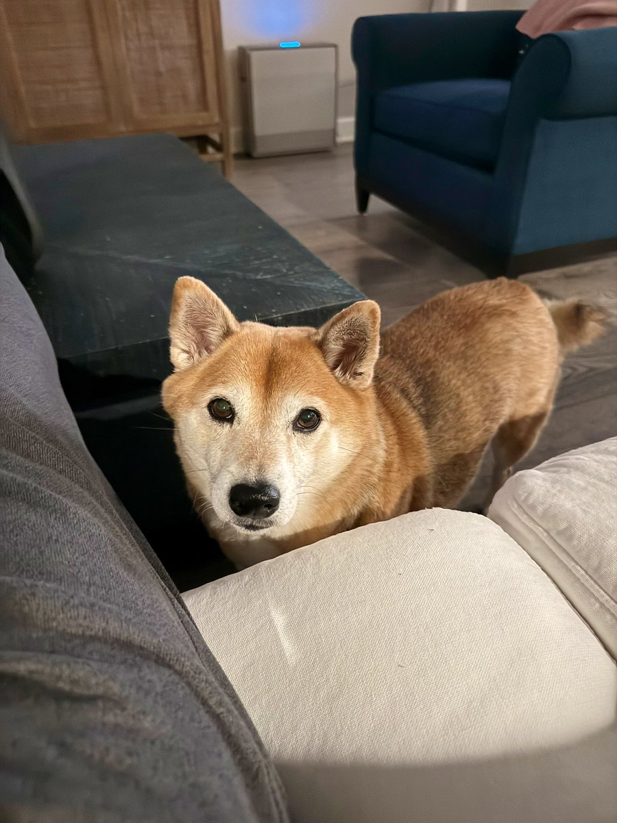 Rain storm this evening, I made a snack to eat. 
Lulu wants me to share!