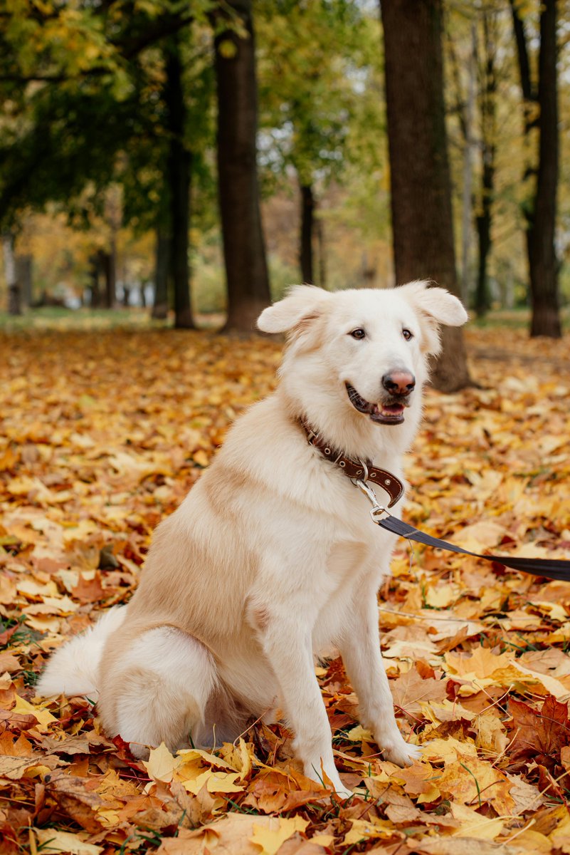 gooddogusaco's tweet image. Tip  – Leaf Pile Patrol
Dogs think every leaf pile is hiding a squirrel. Supervise the chaos. 🍁😂
#FallDogTips #AutumnDogs #DogHumor #LeafPileFun #DogLife #PetParents #SeasonalPets #GoodDogUSA