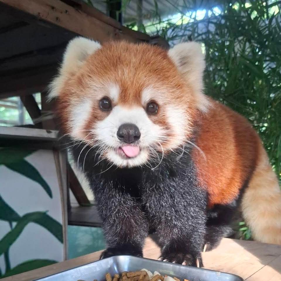 KhaokheowZoo's tweet image. วันนี้ขอให้โชคดีนะ #ฮานะ