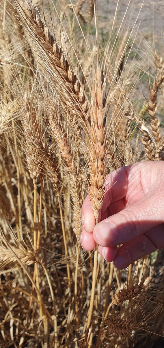 KithsiriJayase3's tweet photo. Pink heads spotted in wheat this season? Don't stress - it could be fungi, yeast, or something from a spray mix. If unsure, send a few heads to your local DPIRD Plant Pathologist or DDLS Perth for a check.#WheatHeads #CropWatch #DPIRD @Stirlings2Coast @DPIRDbroadacre @GRDCWest https://t.co/eqBntpJ25v