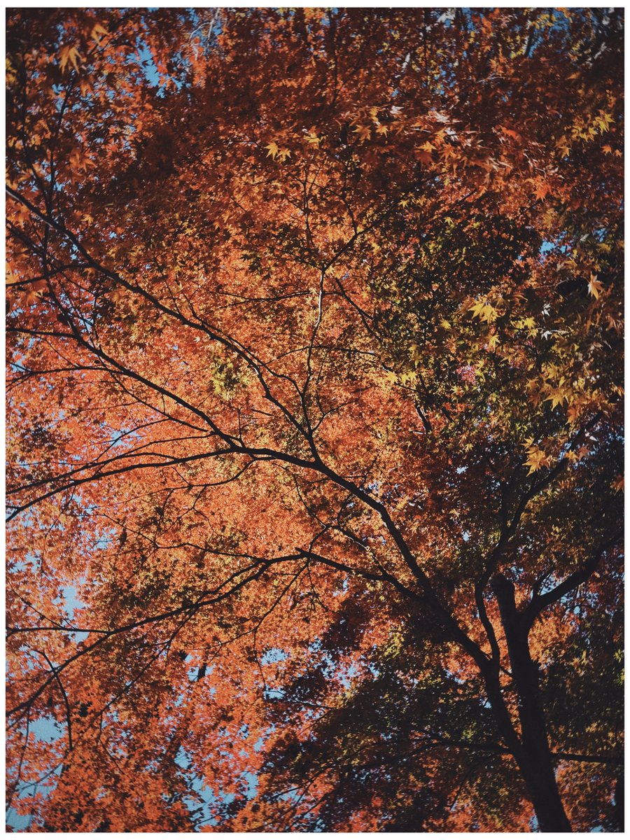 marksbranding's tweet image. ひとつ打ち合わせを終えて。
極寒の沼田まで来たのでお借りしているM4様と軽くフォトスナップ。
どこもかしこも燃えている🍁

#Dazz