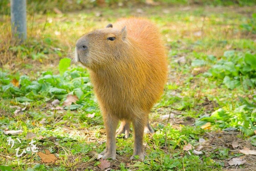 カピバラページ かぴを（山田ケンジロウ） (@yamada_capybara) / Posts / X