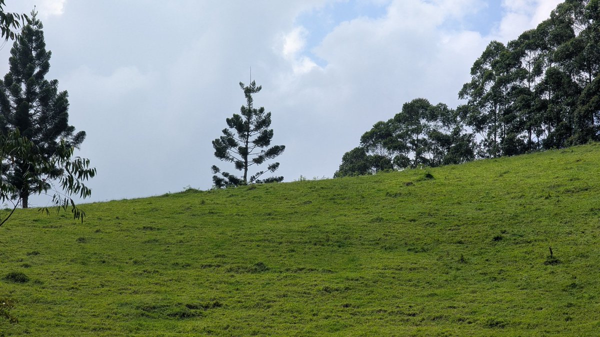 GeorgesKisando's tweet image. #NordKivu : En territoires de Beni et Lubero, de nombreuses fermes restent désespérément vides depuis des années.

Les cheptels ont été systématiquement pillés, tour à tour par des groupes rebelles, des miliciens et même certains éléments indisciplinés des forces régulières.

À…