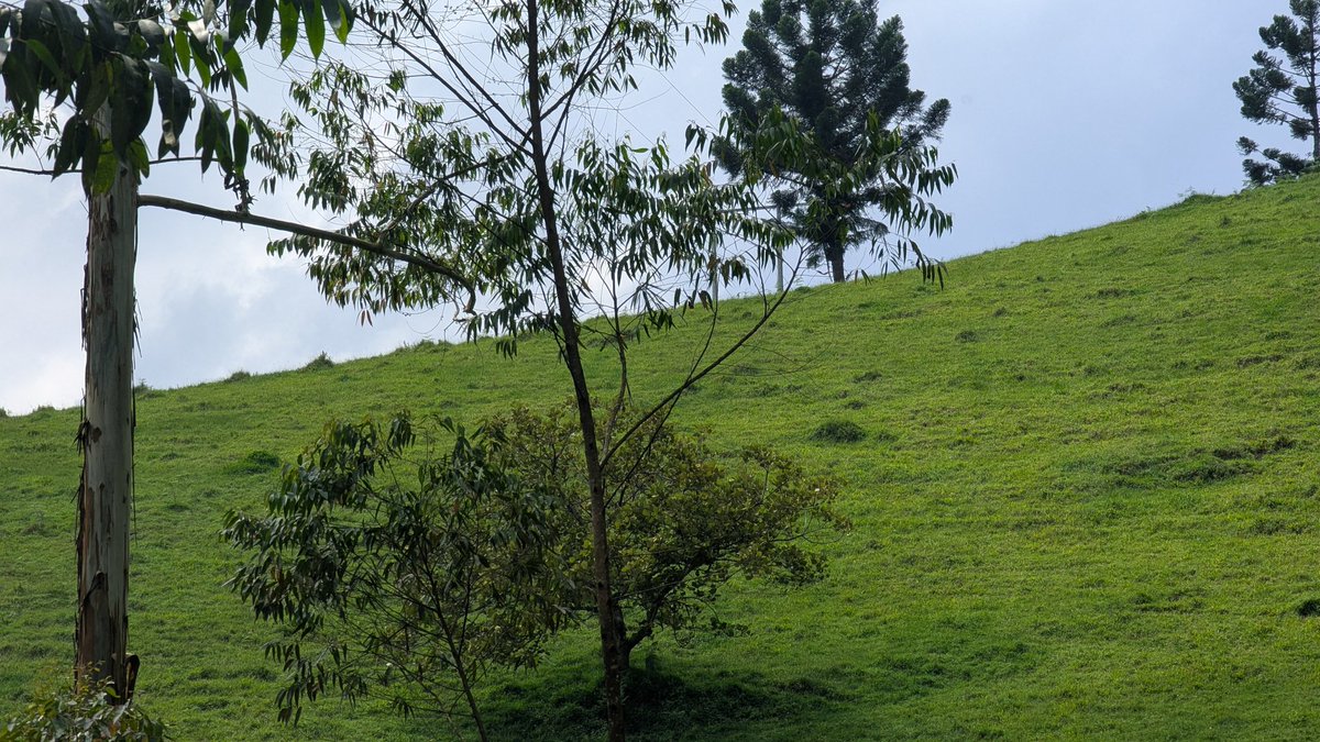 GeorgesKisando's tweet image. #NordKivu : En territoires de Beni et Lubero, de nombreuses fermes restent désespérément vides depuis des années.

Les cheptels ont été systématiquement pillés, tour à tour par des groupes rebelles, des miliciens et même certains éléments indisciplinés des forces régulières.

À…
