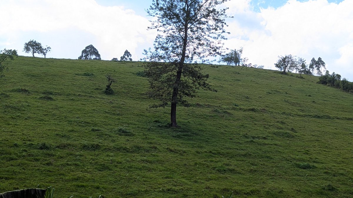 GeorgesKisando's tweet image. #NordKivu : En territoires de Beni et Lubero, de nombreuses fermes restent désespérément vides depuis des années.

Les cheptels ont été systématiquement pillés, tour à tour par des groupes rebelles, des miliciens et même certains éléments indisciplinés des forces régulières.

À…