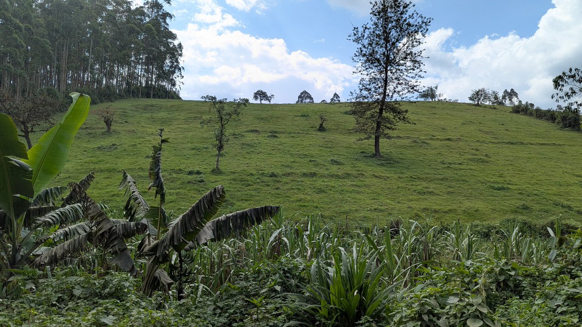 GeorgesKisando's tweet image. #NordKivu : En territoires de Beni et Lubero, de nombreuses fermes restent désespérément vides depuis des années.

Les cheptels ont été systématiquement pillés, tour à tour par des groupes rebelles, des miliciens et même certains éléments indisciplinés des forces régulières.

À…