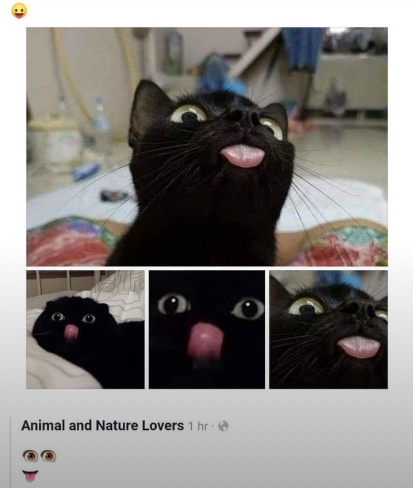 catshealdeprsn's tweet image. 