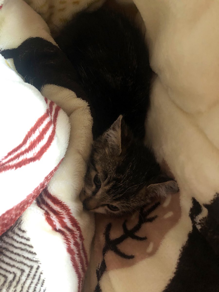nanamon1224's tweet photo. 2匹目お迎えしました😆
大人しくシャンプーさせてくれた🐈
これから病院行ってワクチン打ってきます https://t.co/pnxUAT5knd