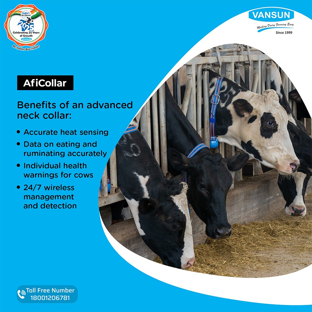 vansun_milking's tweet image. 📡 Wearable Tech for the Moo-dern Cow! 🐄📲

Meet the AfiCollar by Vansun, the smart neck collar that keeps track of your herd&apos;s health, behavior &amp;amp; heat cycles 24/7! Because your cows deserve tech that talks dairy.

 Toll-Free: 18001206781
.
.
.
.
.
#AfiCollar #SmartDairyTech