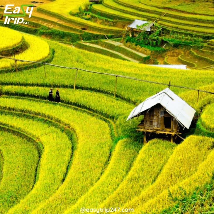 247easytrip's tweet photo. When to See Rice Terraces in Vietnam

Details at the blog: https://t.co/gDZ5rBRcPd

 #easytrip #vietnamitinerary #templeofliteraturehanoi #easytrip247 

Design Your Own Trip Now. Access our website Phone/Whatsapp: +84 975.504.825 https://t.co/hJkpcKdKx1