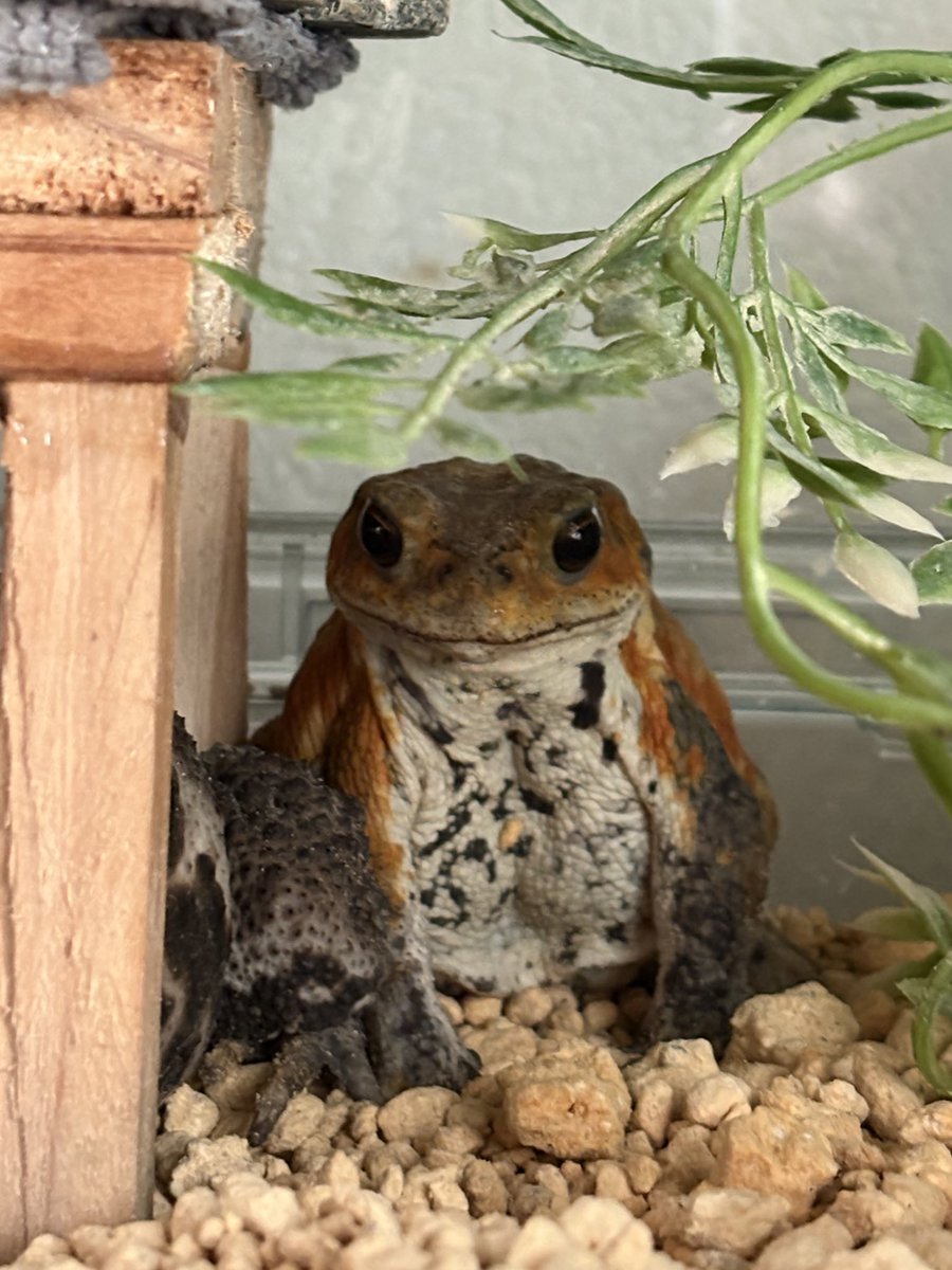 madamadada__'s tweet image. なんか犬みたいwwwww
 #ミヤコヒキガエル #bufo  #toad