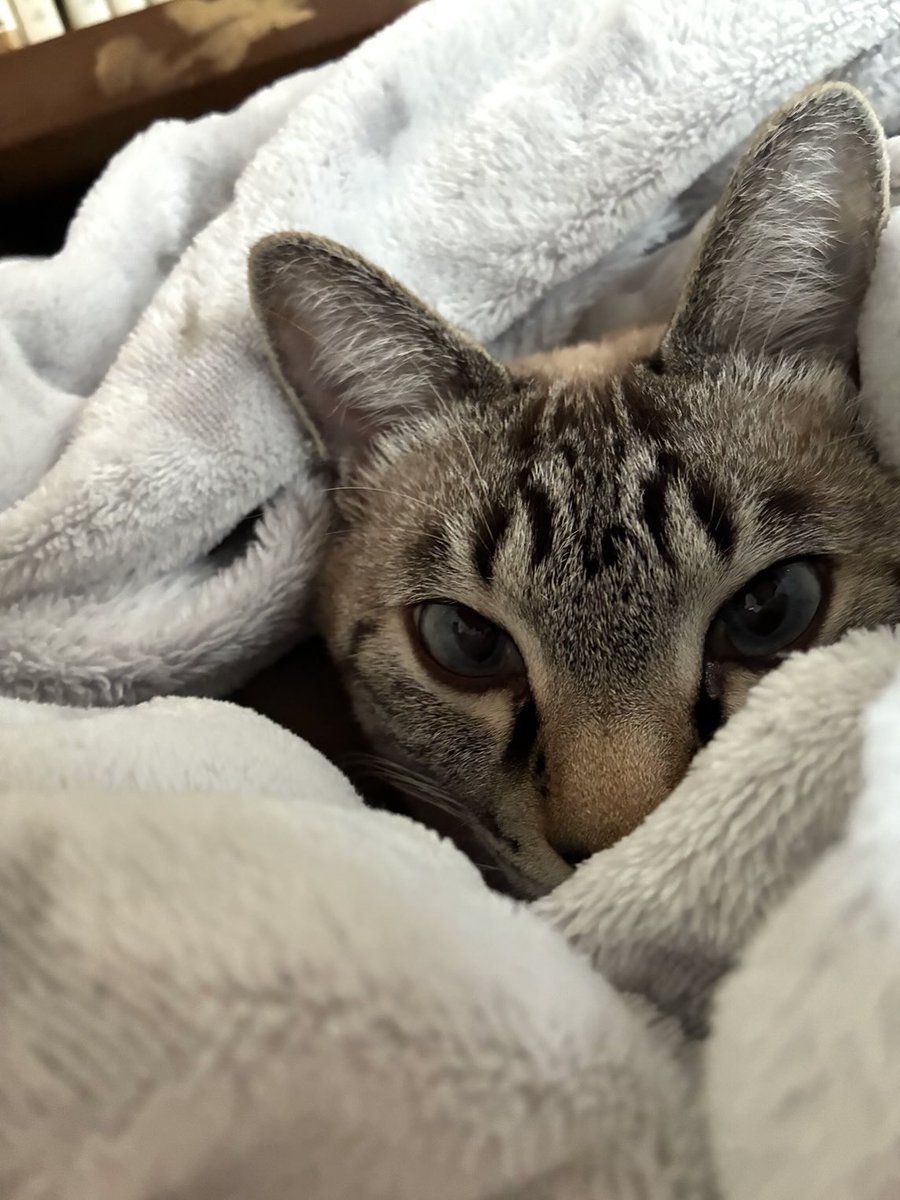 そら🐾 (@_sora0613_) / Posts / X