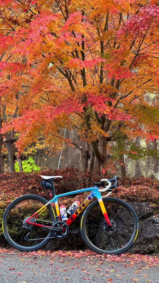 yoshikoderosa's tweet image. 🥰🍁
#紅葉　#もみじ　#秋