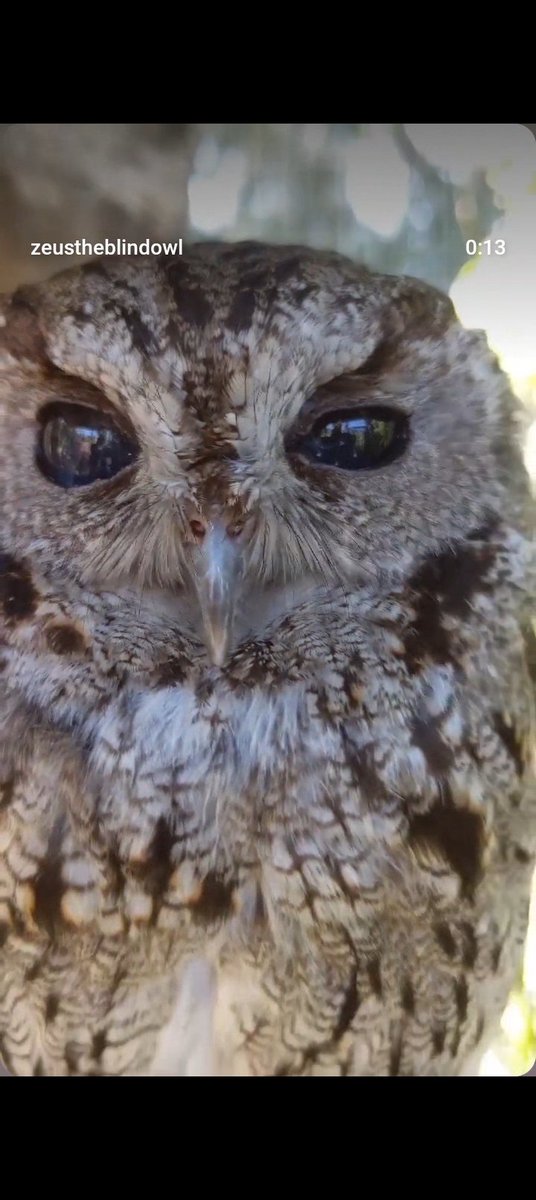 क्या आप Zues The blind Owl के बारे में जानते है?

America के california मे एक बहुत ही rare owl पाया गया था जिसकी आंखों में ब्रह्मांड के टिमटिमाते तारे दिख रहे थे मगर वह owl जन्म से ही  blind था।

लोग इसकी आंखों को ‘Universe Eye’ कहते थे।
यह छोटा-सा Owl हमें सिखाता है कि
Inner