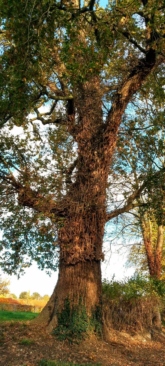 stevep1407's tweet image. Good morning tree people 🌳 have a splendid #thicktrunktuesday 
#trees #TreeClub