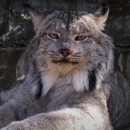 たす (@telebroadcast) on Twitter photo 