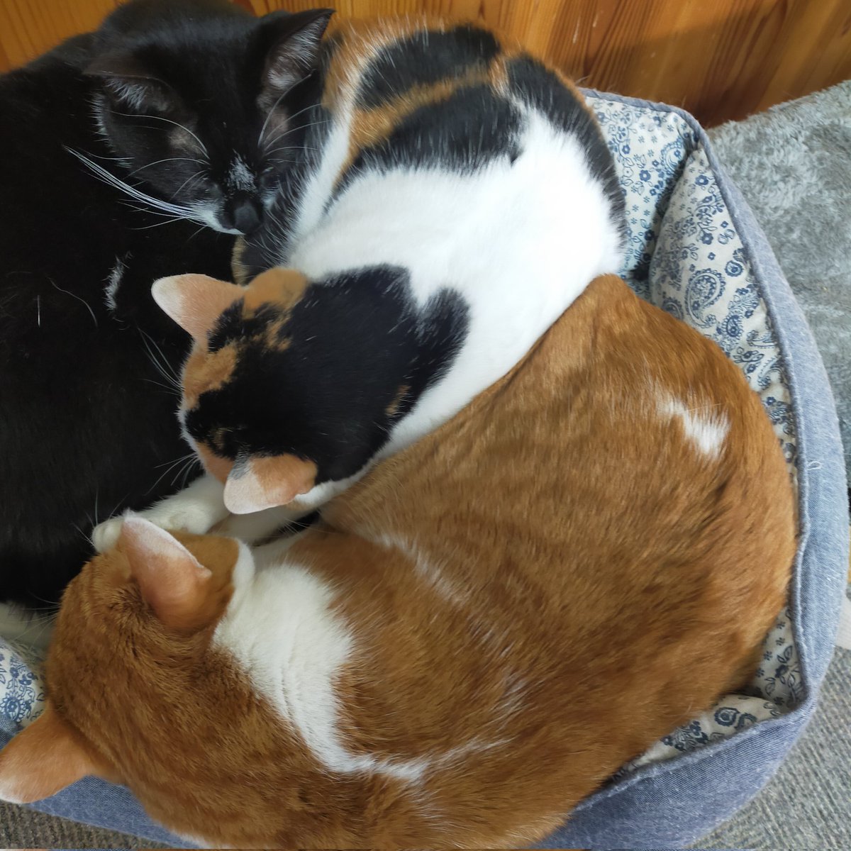 aizu_megoneko's tweet image. 冷たい風がびゅーびゅー吹く火曜日
#會津めごねこ 営業中です

平地では降雪無しでした
山間部は降りましたね

気温が低いです
暖かくしてお過ごしください

#明日はお休み
#11匹のめごい猫に逢いに来てね
#触れ合える猫カフェ
#猫休日
#22日は休業
#11月も不定休
#固定ポスト見てね
#会津 ＃cat