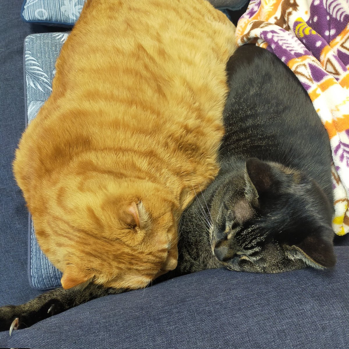 aizu_megoneko's tweet image. 冷たい風がびゅーびゅー吹く火曜日
#會津めごねこ 営業中です

平地では降雪無しでした
山間部は降りましたね

気温が低いです
暖かくしてお過ごしください

#明日はお休み
#11匹のめごい猫に逢いに来てね
#触れ合える猫カフェ
#猫休日
#22日は休業
#11月も不定休
#固定ポスト見てね
#会津 ＃cat