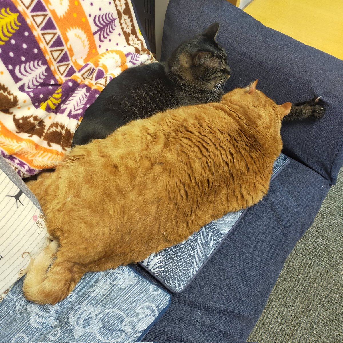 aizu_megoneko's tweet image. 冷たい風がびゅーびゅー吹く火曜日
#會津めごねこ 営業中です

平地では降雪無しでした
山間部は降りましたね

気温が低いです
暖かくしてお過ごしください

#明日はお休み
#11匹のめごい猫に逢いに来てね
#触れ合える猫カフェ
#猫休日
#22日は休業
#11月も不定休
#固定ポスト見てね
#会津 ＃cat