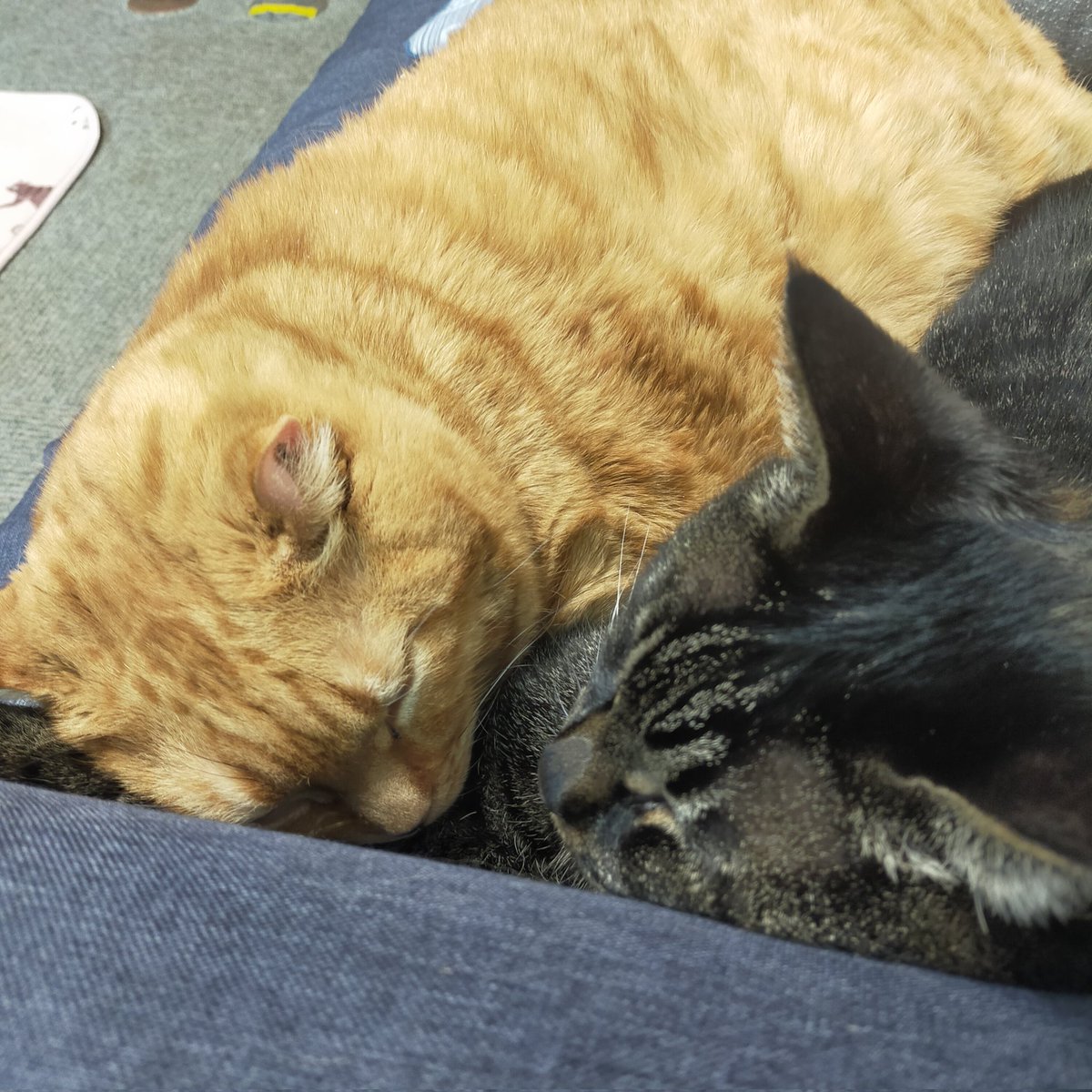 aizu_megoneko's tweet image. 冷たい風がびゅーびゅー吹く火曜日
#會津めごねこ 営業中です

平地では降雪無しでした
山間部は降りましたね

気温が低いです
暖かくしてお過ごしください

#明日はお休み
#11匹のめごい猫に逢いに来てね
#触れ合える猫カフェ
#猫休日
#22日は休業
#11月も不定休
#固定ポスト見てね
#会津 ＃cat