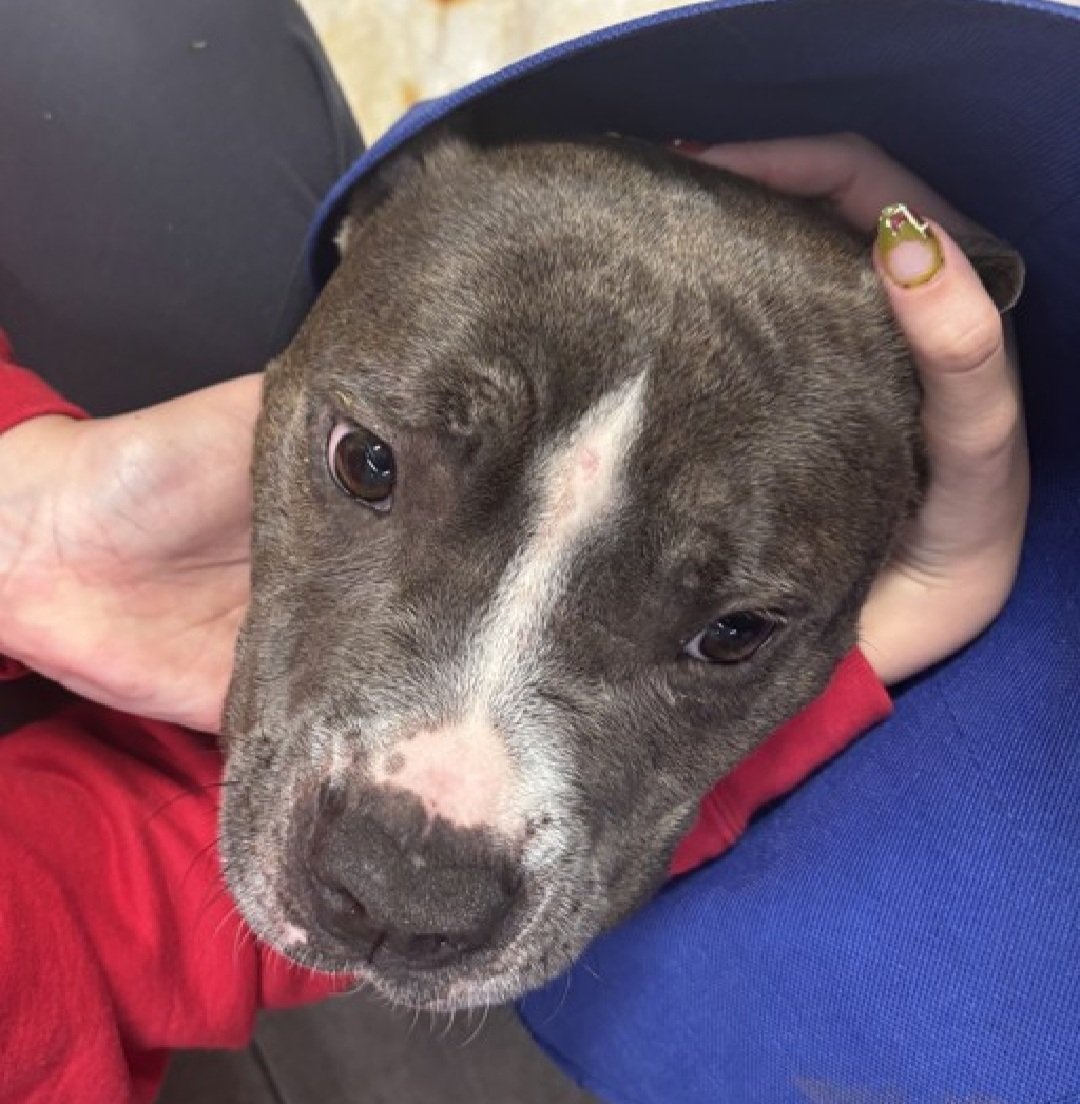 tomsland_'s tweet image. It&apos;s too late. This beautiful boy Boo, who was stabbed by his owner then dumped in the shelter, has now been callously killed by the brutal barbarians at NYCACC💔😭
RIP sweet Boo. Unlike the humans who failed you #AllDogsGoToHeaven🌈