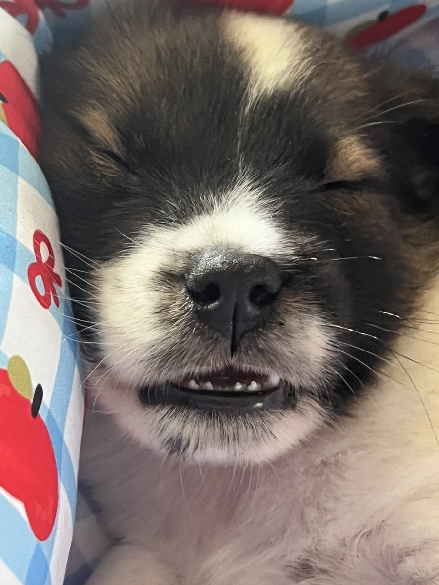 ssweqss's tweet image. เห็นพี่ๆ ถามกันมาเยอะ พ่อตั้งชื่อหนูว่า “โงกุน” ค้าบบบบบบ 🐶💖 หน้าตากับทรงคล้ายบางแก้ว แต่คิดว่าอาจจะผสม ต้องดูตอนโตอีกที ว่าจะออกไปทางไหนค่ะะะะะ🙏🏻