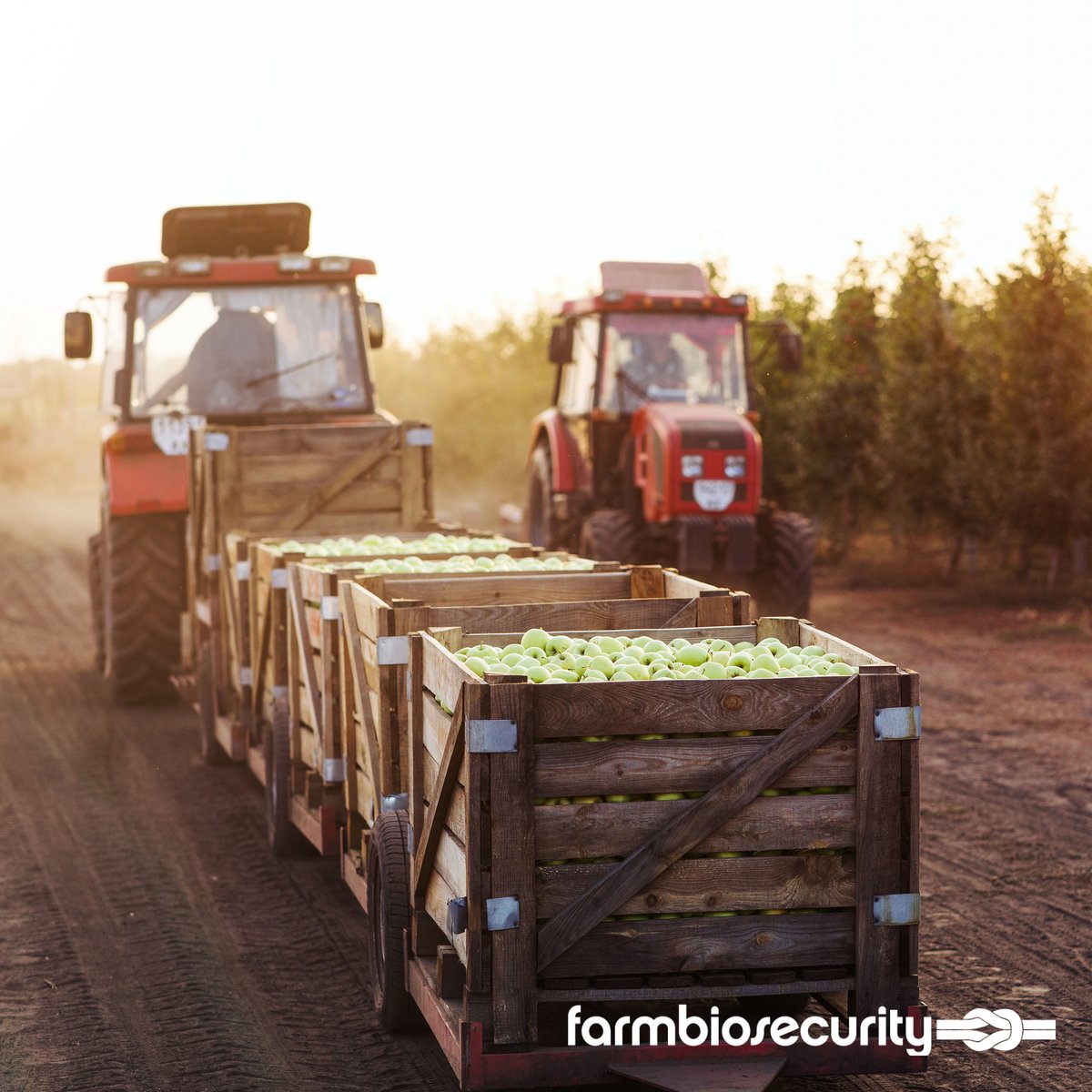 planthealthaust's tweet image. 🚜 Strong farm biosecurity starts with clean transport!
On-farm measures don’t just protect your property but they protect your entire region. 🌾
A few extra minutes can prevent the spread of pests and diseases across Australia.
👉 Learn more: loom.ly/gnftLx0