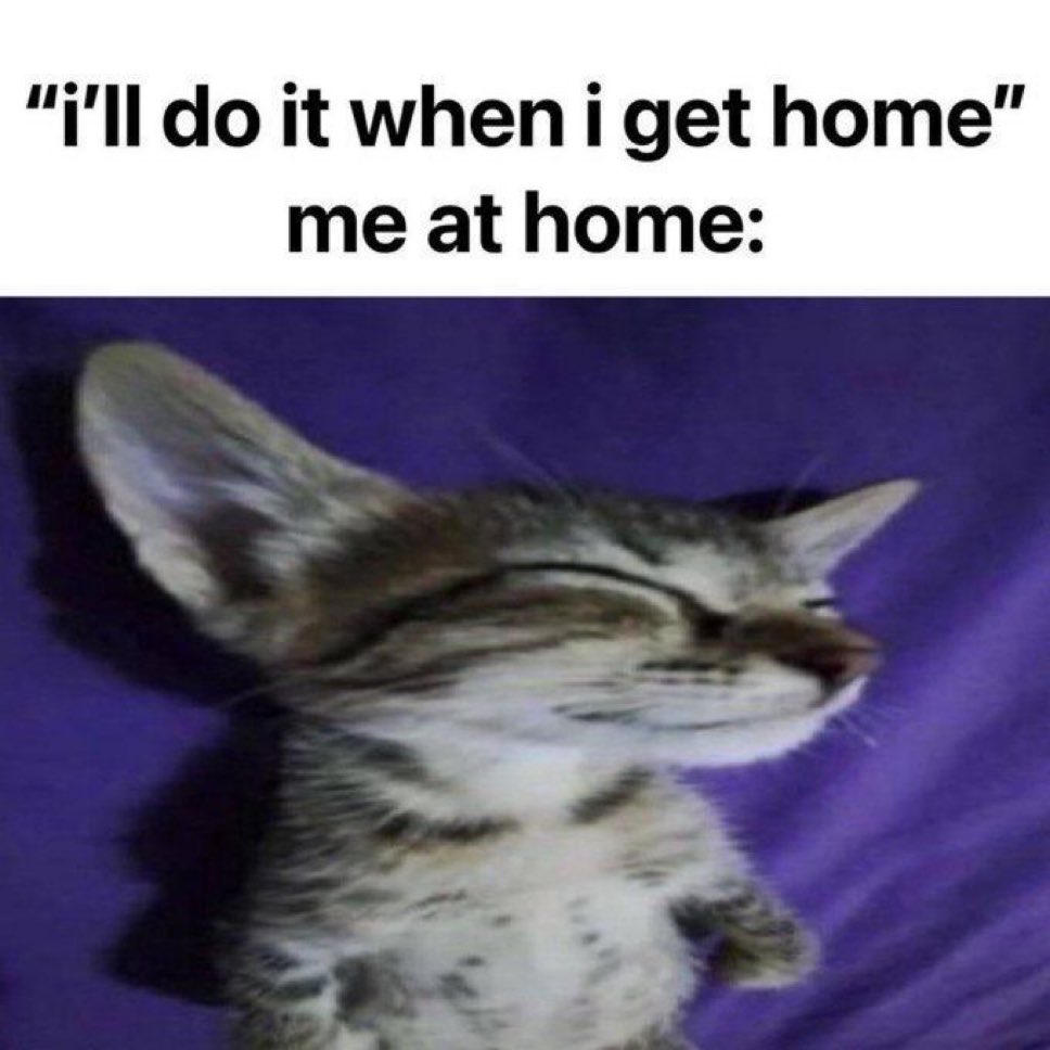 LiterallyMeCats tweet media