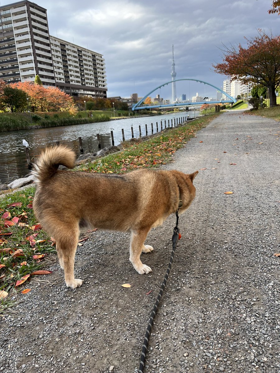 トラ君はこの場所でまったりが好きなんだよね。おばあちゃんお空から見てるかな😊
姫子がヤキモチ妬いてるかも。でも「アタチのおかあしゃん貸ちてあげる」と言ってそう。『その代わりおばあちゃん借りるよって』って🤭姫子、トラくんのおばあちゃん大好きだったから