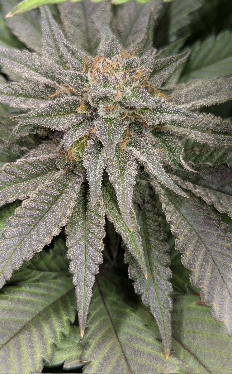 TempleGrower tweet media